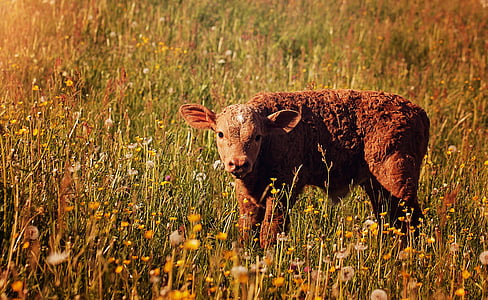 brown calf on field
