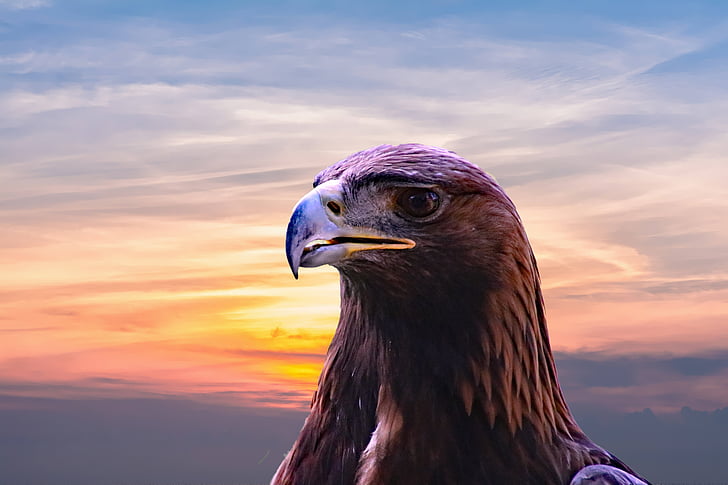 brown american eagle