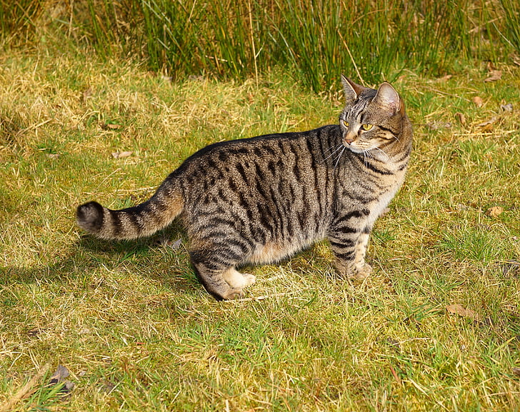 brown tabby cat standing on green grass at daytime