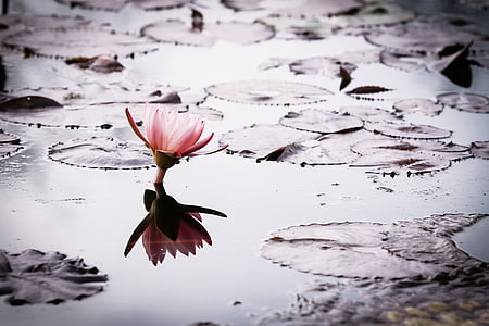 pink lotus flower above body of water