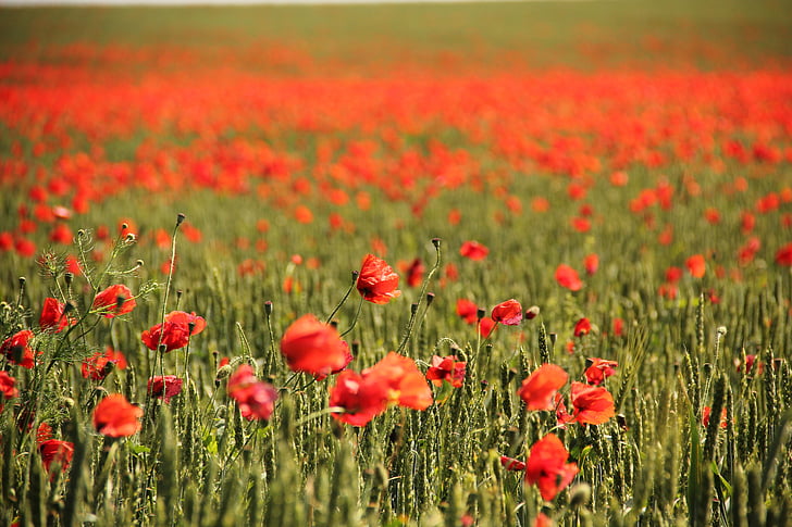 selective focus photo of red poppy flower field
