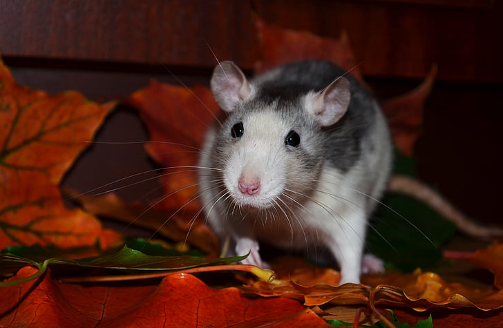 white and grey rat on orange artificial plant