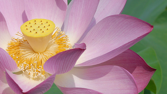 pink lotus flower in bloom close up photo