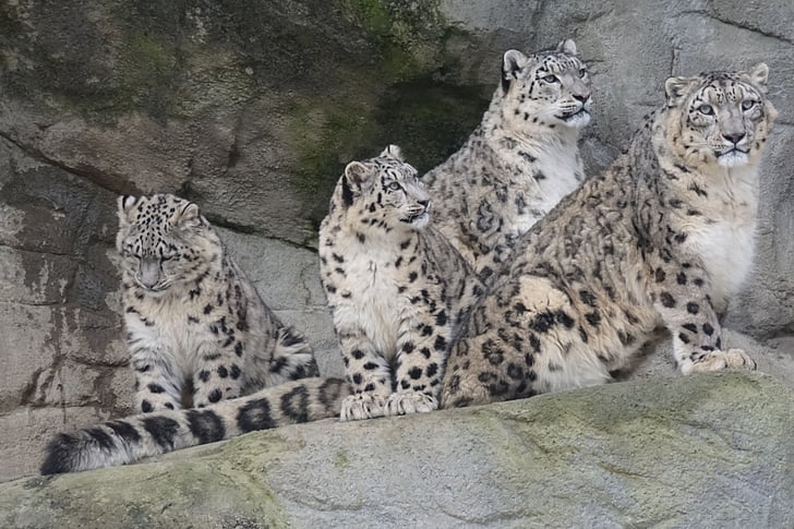 four brown leopards