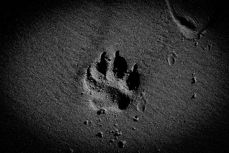 animal paw print