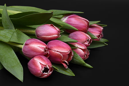 shallow focus of pink tulip flower