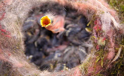 tilt shift photo of birds nest