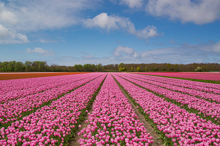 landscape photography of pink flower field under clear sky during daytime