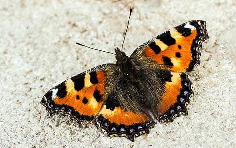 vanessa atalanta butterfly