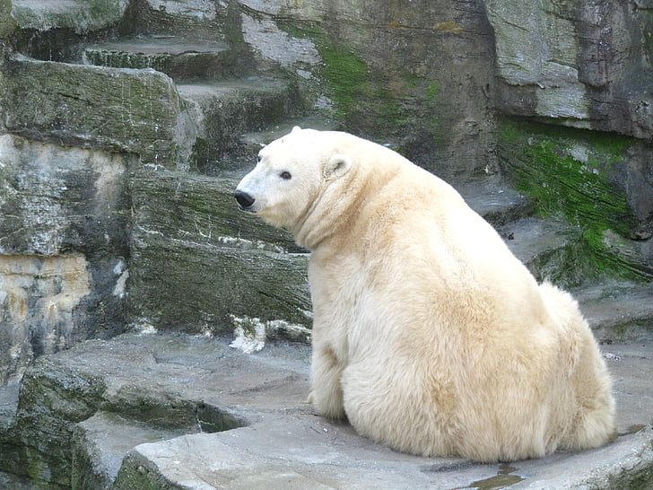 photo of polar bear sitting on gray surface