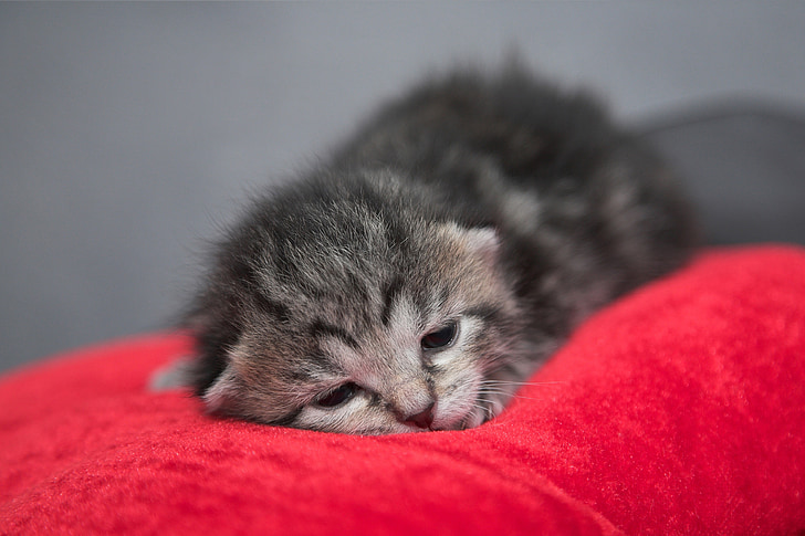 close up photography of silver tabby kitten