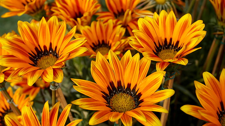 orange flowers closeup photography