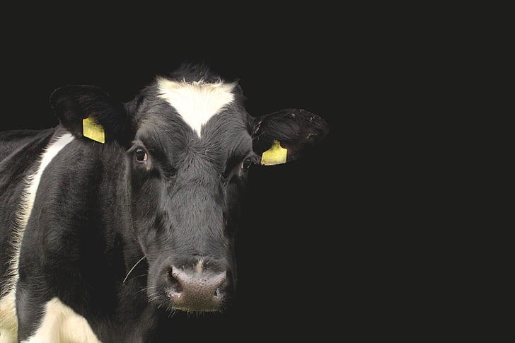 black and white cow in black background