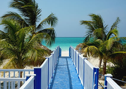 blue and white wooden dock and coconut trees during daytime