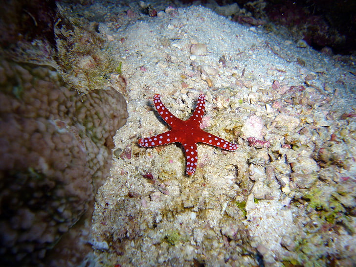 red starfish on coral