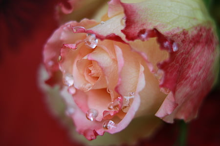 closeup photography of rise flower with water dew