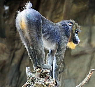 gray and blue primate on tree trunk