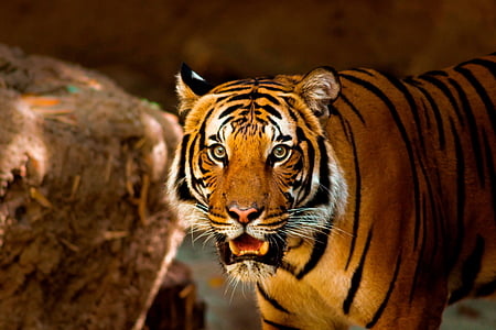 tiger near brown rock
