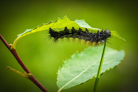 black moth caterpillar perched on green leaf plant