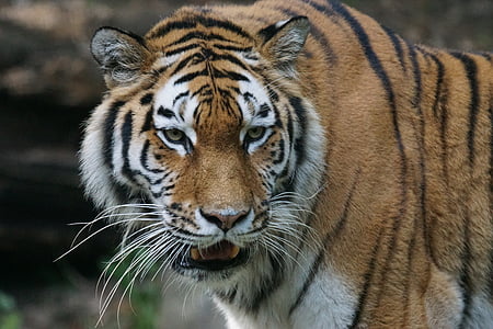 close-up photo of bengal tiger