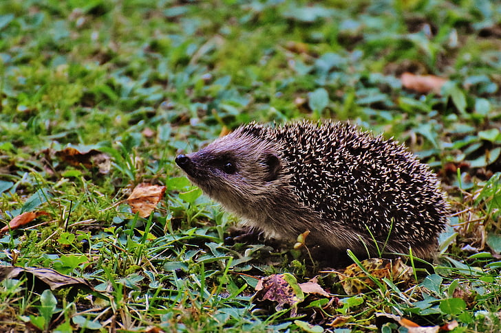 hedgehog on ground
