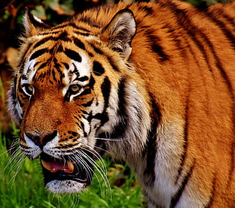 wildlife photography of orange and black tiger