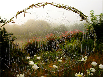 photo of spider web near white flower under cloudy sky at daytime