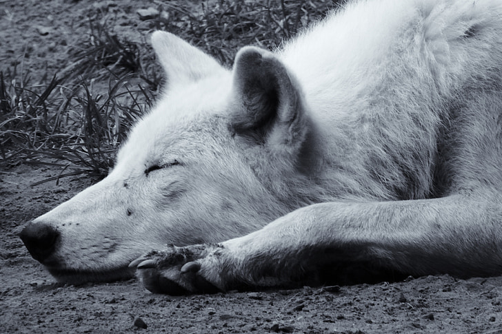 grayscale photo of dog prone lying on ground and sleeping