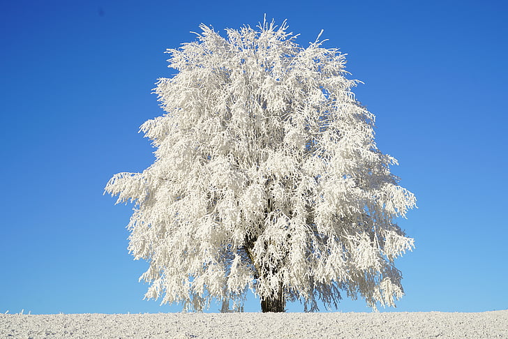 lone white leaf tree