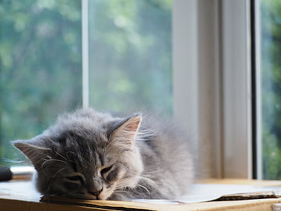 gray cat sleeps on brown cardboard box near clear glass window