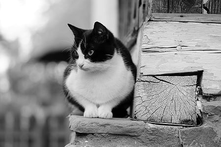 grayscale photo of toxido cat on wooden floor