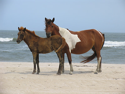 brown and white horses on seashore
