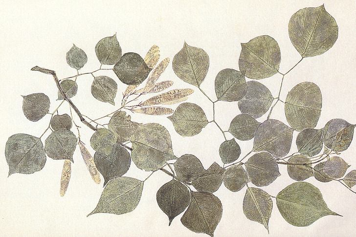 gray and brown leaves