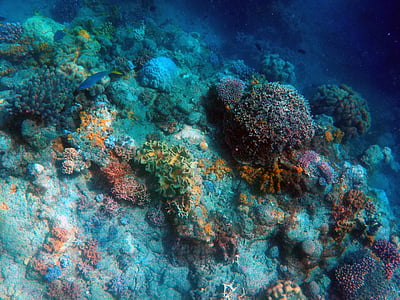 scenery of corals on body of water