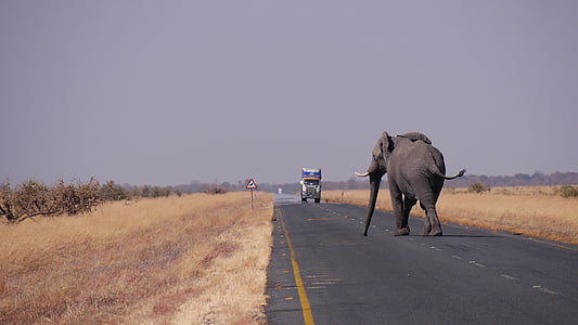 elephant walking on asphalt road during daytime