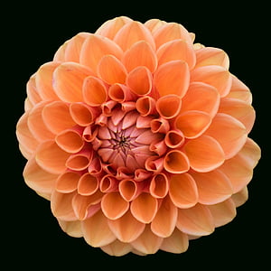 orange Dalhia flower