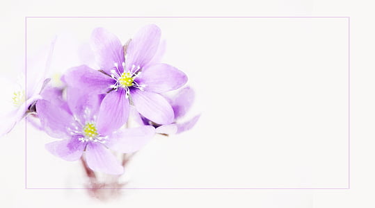 purple 6-petaled flowers