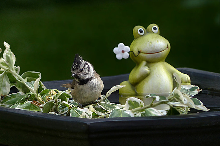 frog figurine on basin with water beside bird