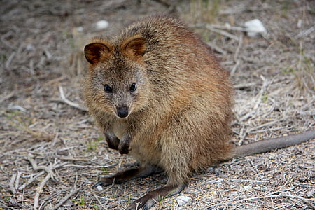 gray and brown rodent on dirt