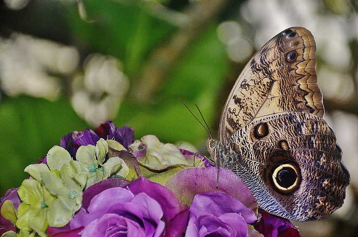 brown owl butterfly perched on purple rose