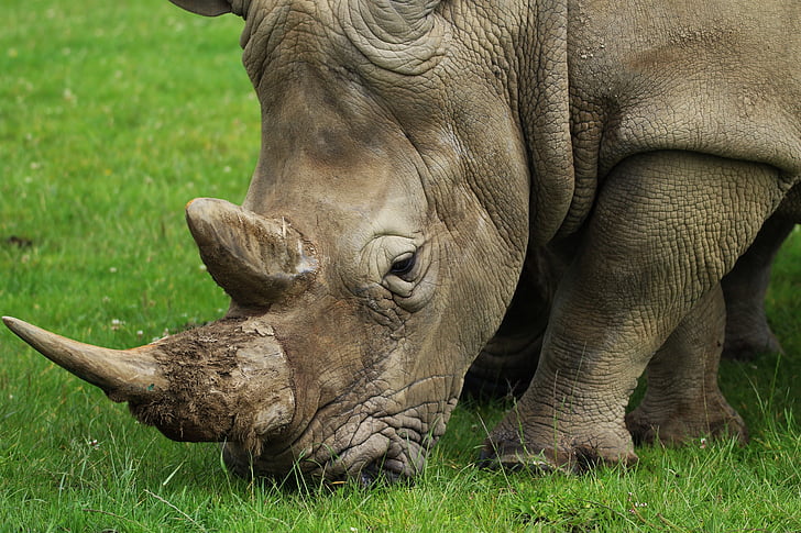 Rhino on green grass