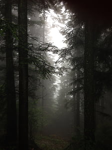pine trees on forest with fogs