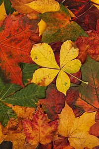 yellow, green, and brown maple leaves