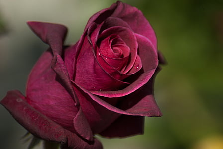 close-up photography of red rose flower