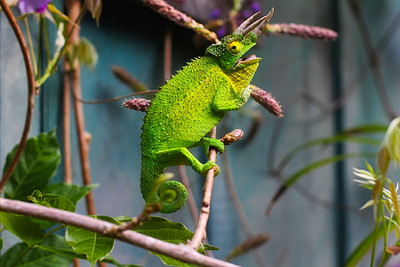 green chameleon perch plant twig