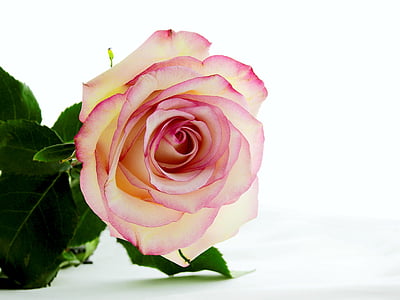 white and pink rose with green stem in white background