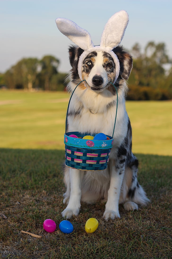 RoyaltyFree photo White, brown, and black dog carrying Easter basket