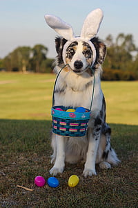 white, brown, and black dog carrying Easter basket