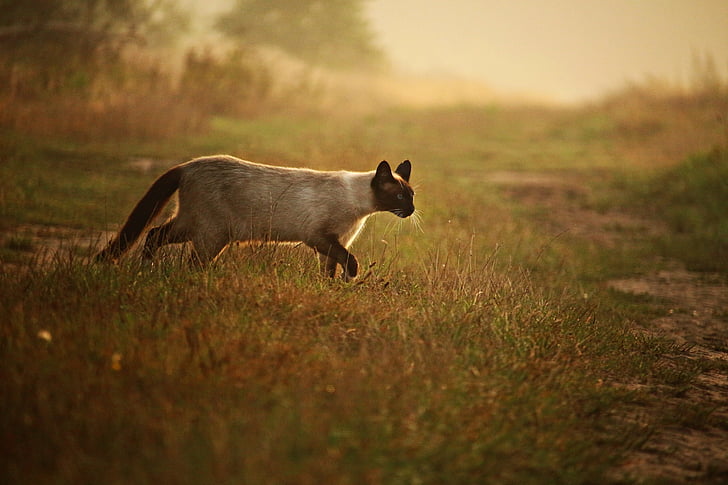 photo of siamese cat walking on grass covered ground