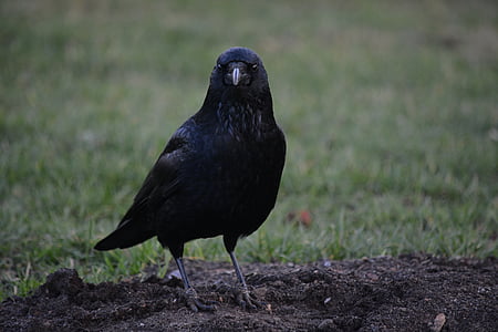black crow photograph